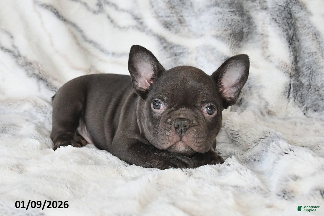 Mixed Breed dogs for sale: Nixon - Ad 1