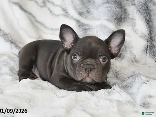 Mixed Breed dogs Nixon - Ad 11