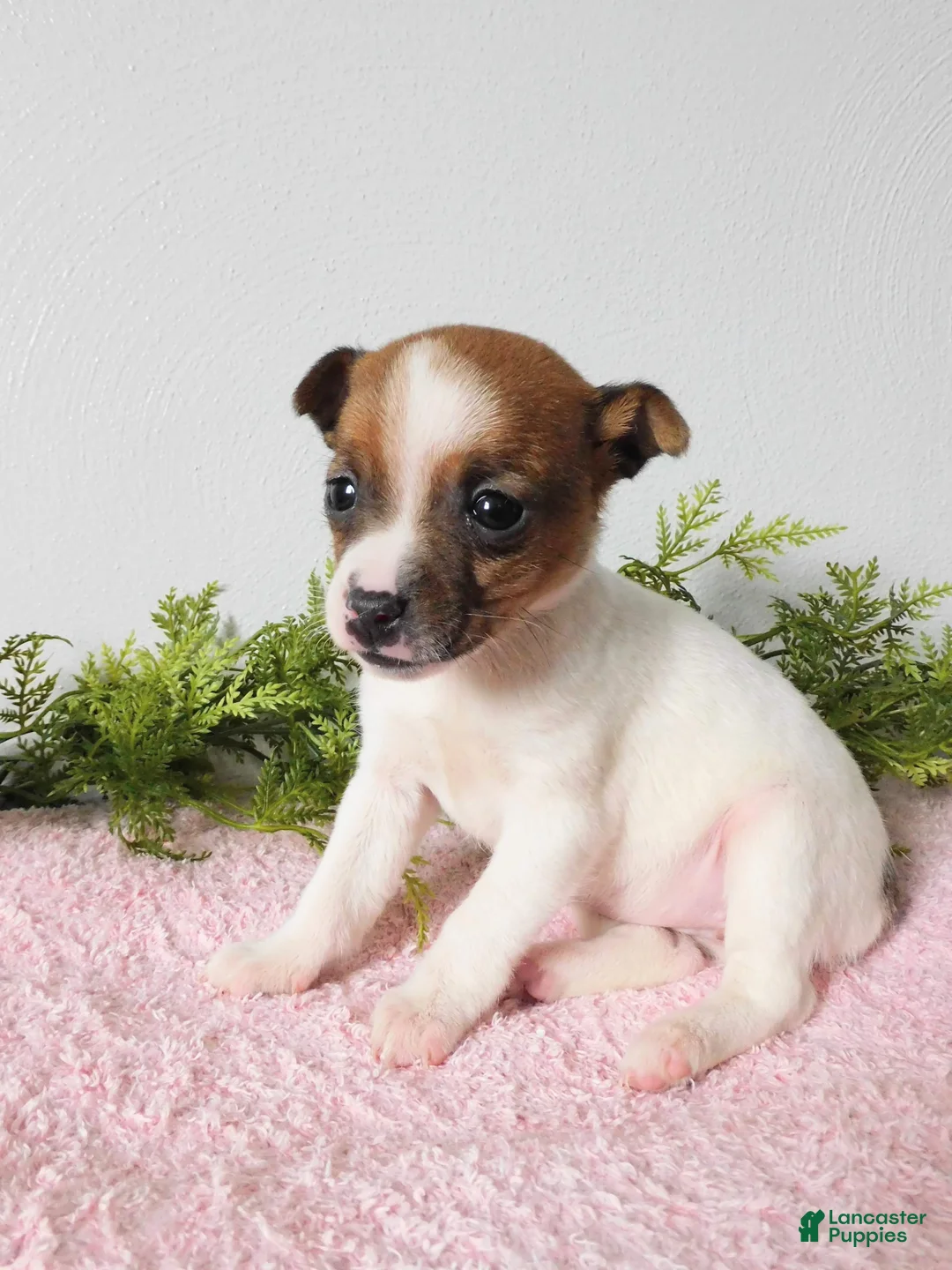 Jack Russell Terrier dogs for sale: Tiny - Ad 5
