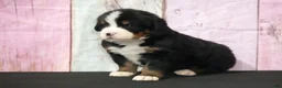 Bernese Mountain Dog dogs for sale: Bernese Mountain Dog Puppy 1 - Ad 1