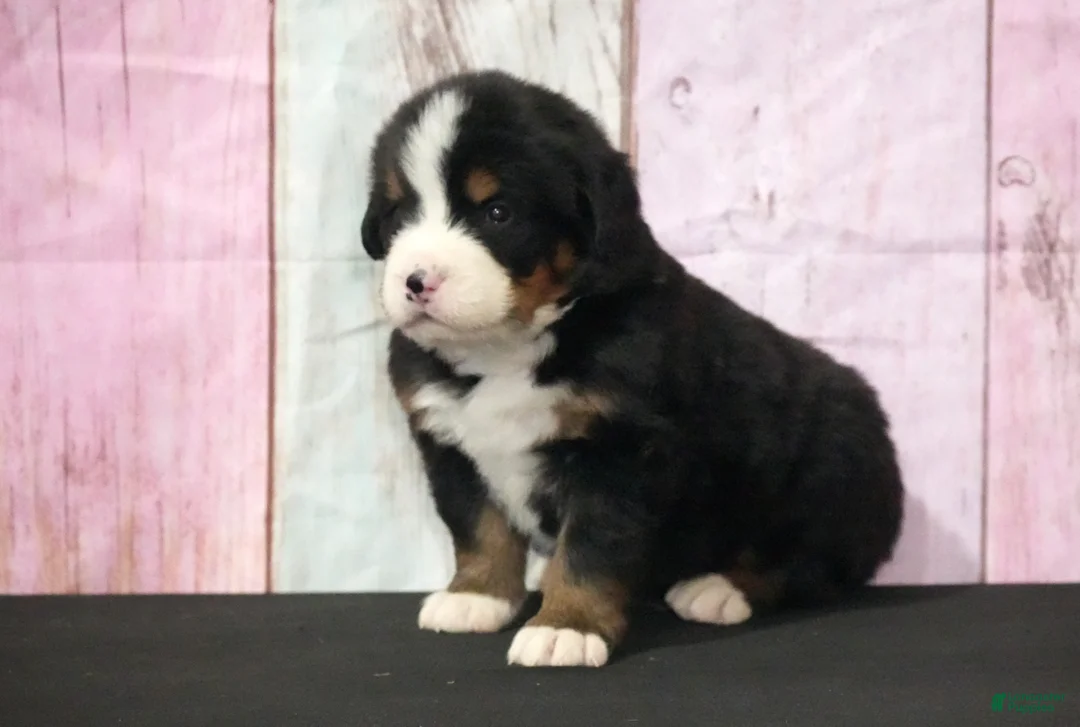 Bernese Mountain Dog dogs for sale: Bernese Mountain Dog Puppy 1 - Ad 1