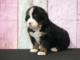 Bernese Mountain Dog dogs Bernese Mountain Dog Puppy 1 - Ad 30