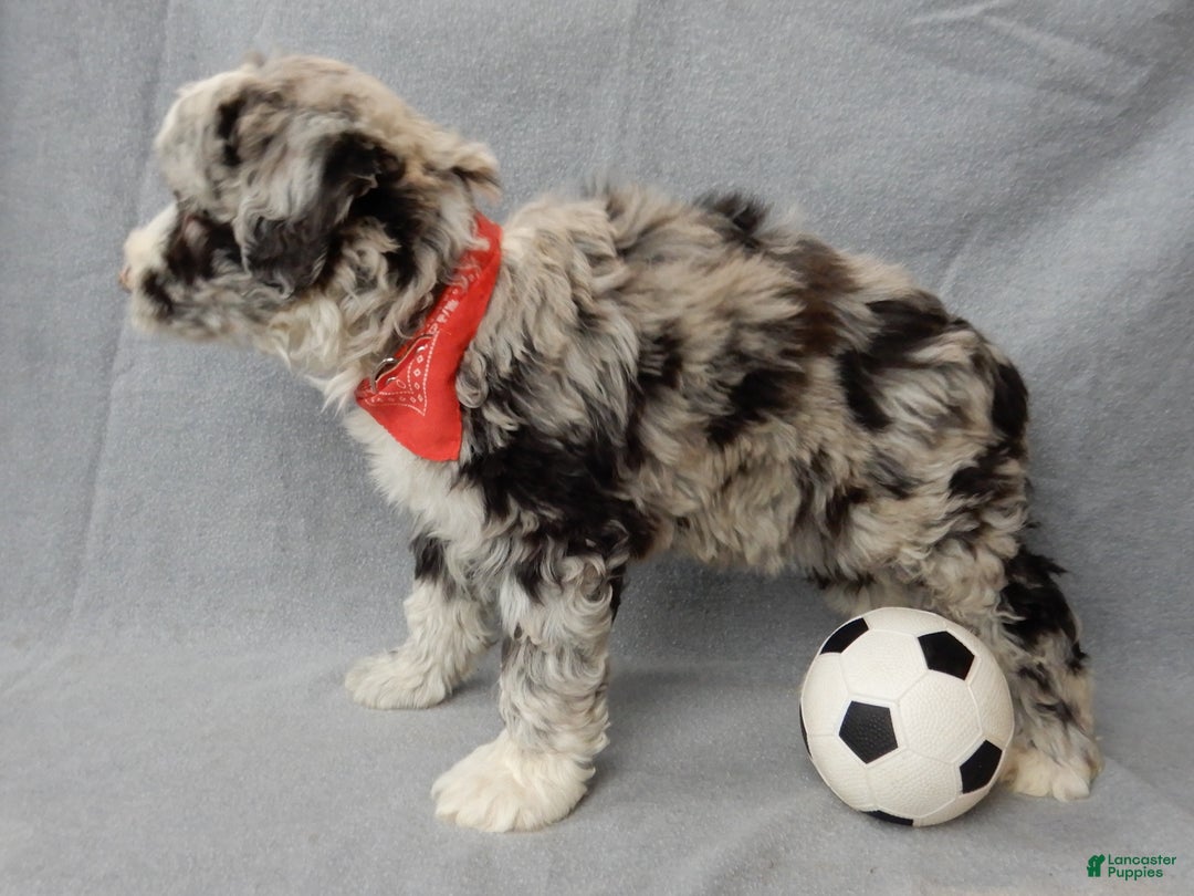 Sheepadoodle dogs for sale: Cash - Ad 5