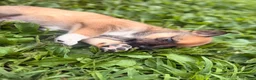 Mixed Breed dogs for sale: Spangle  - Ad 5