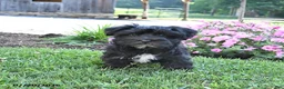 Morkie dogs for sale: Oreo - Ad 3