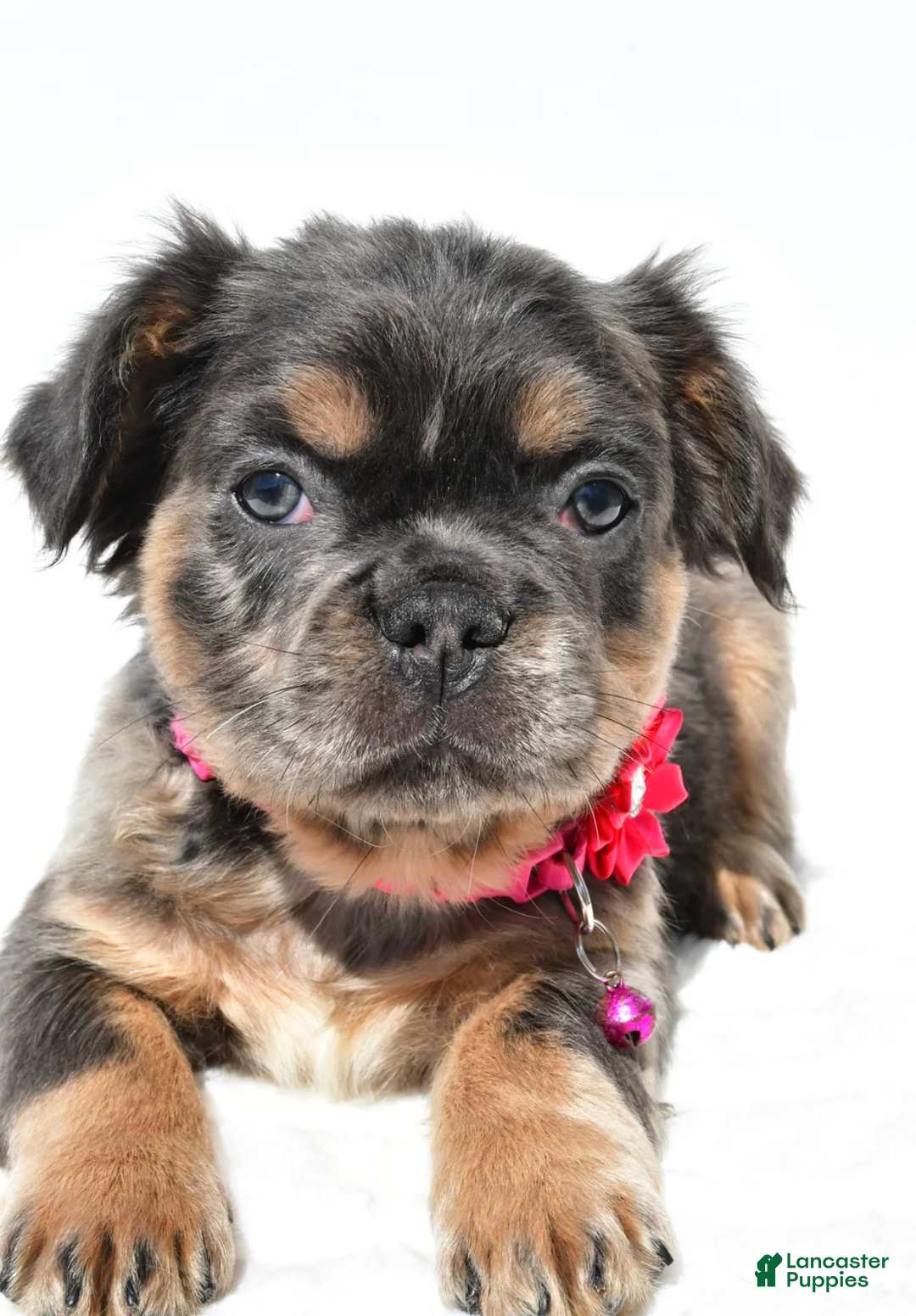 French Bulldog dogs for sale: Norma - Ad 7