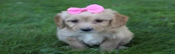 Mini Goldendoodle dogs for sale: Dolly 🎀 - Ad 3