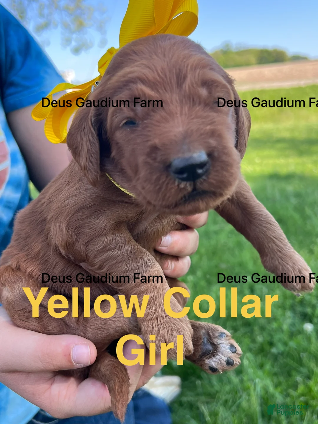 Irish Doodle dogs for sale: Daisy - Ad 1