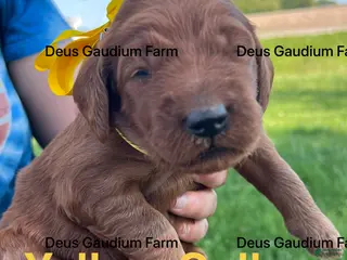 Irish Doodle dogs for sale: Daisy - Ad 3