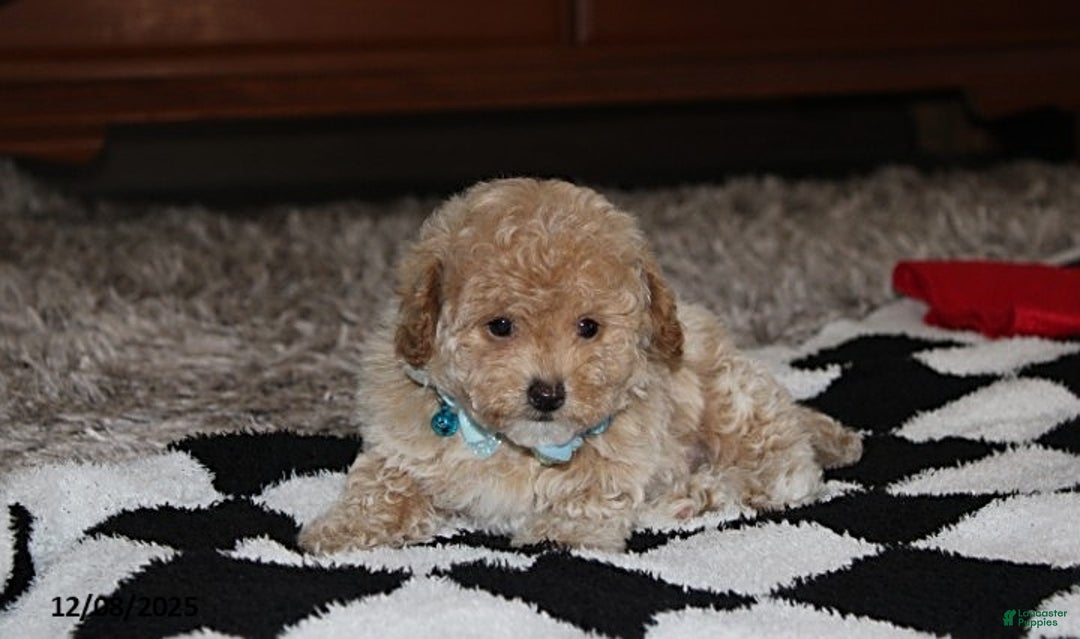 Bichpoo dogs for sale: Skylar - Ad 3