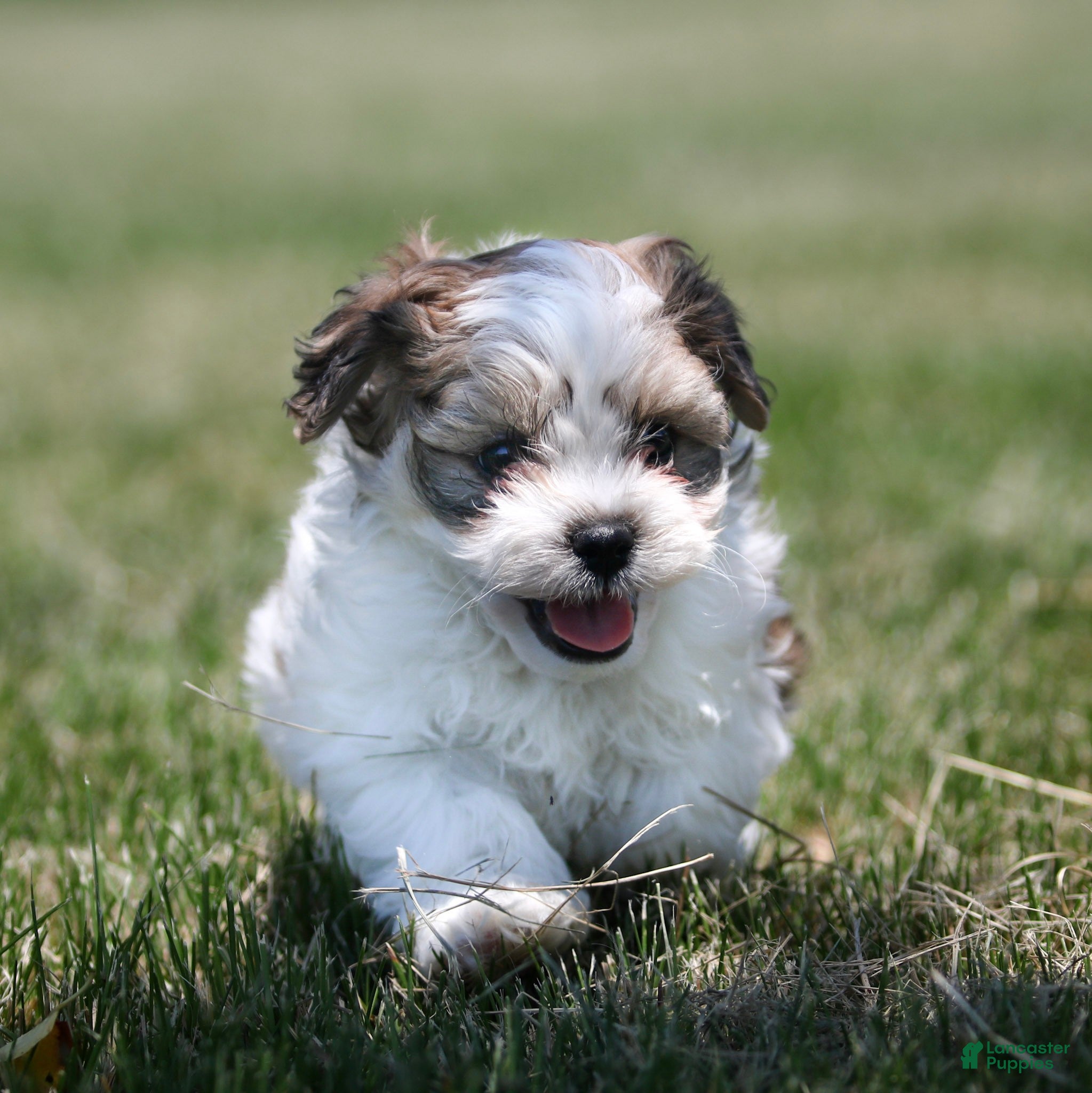 Teddy Bear dogs Dallas Teddy Bear Puppy  - Ad 1
