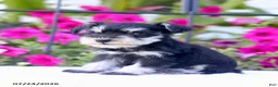 Miniature Schnauzer dogs for sale: Carter - Ad 3