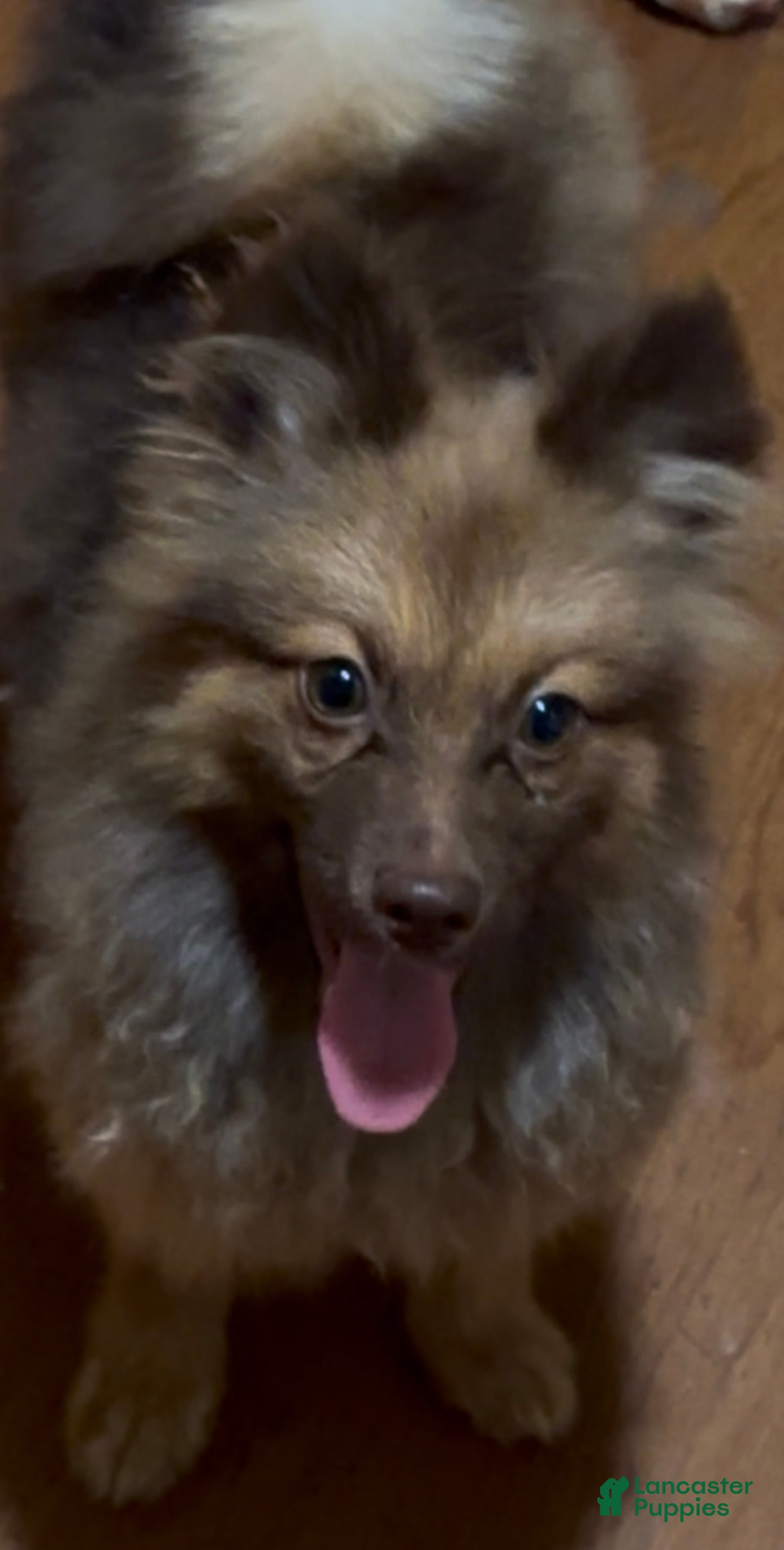 Pomeranian dogs Sweet Oscar - Ad 9