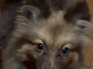 Pomeranian dogs for sale: Oscar - Ad 1