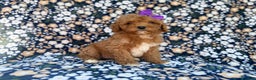 Cavapoo dogs for sale: Sienna - Ad 5
