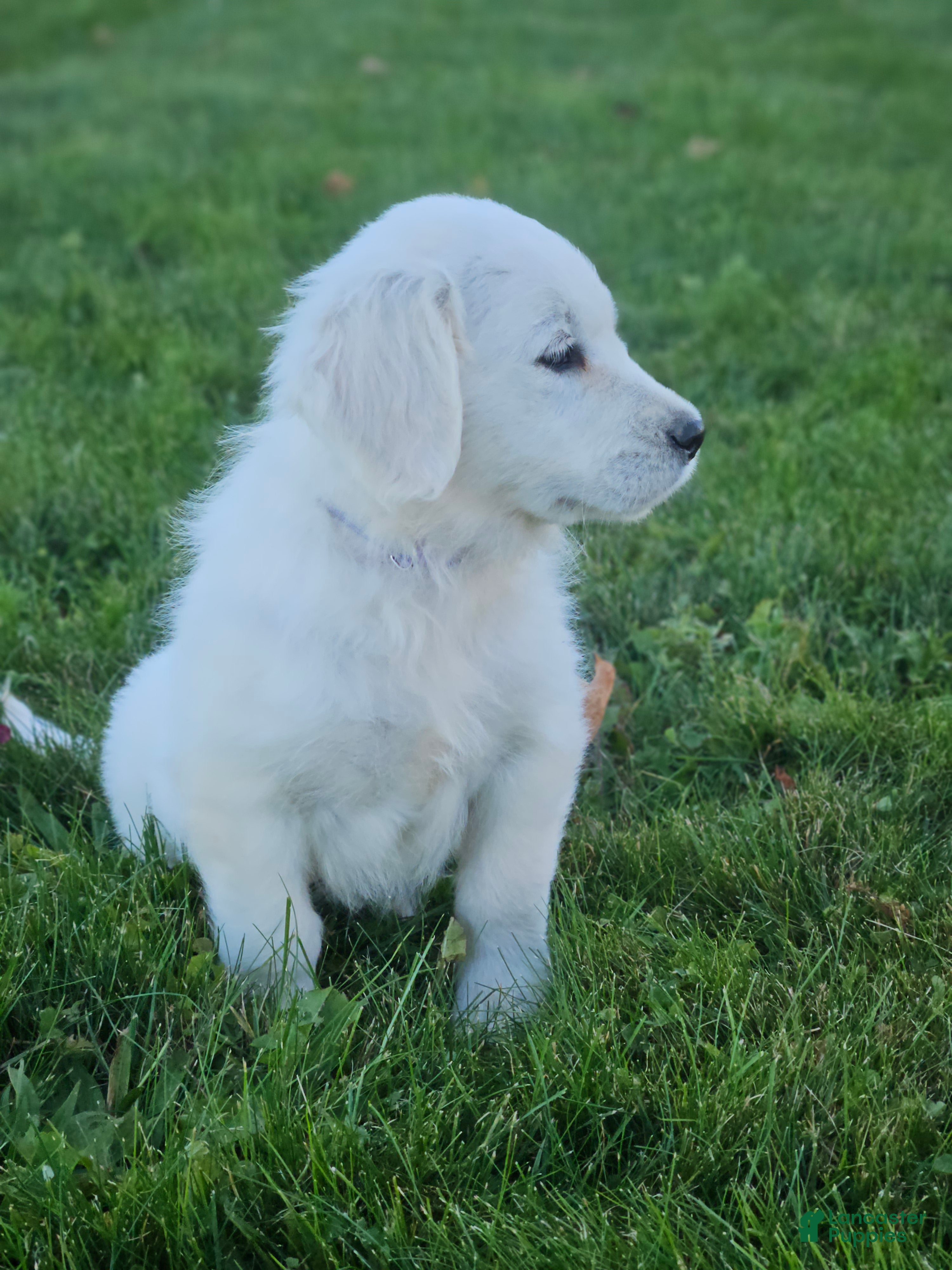 Golden Retriever dogs Pennie - Ad 2