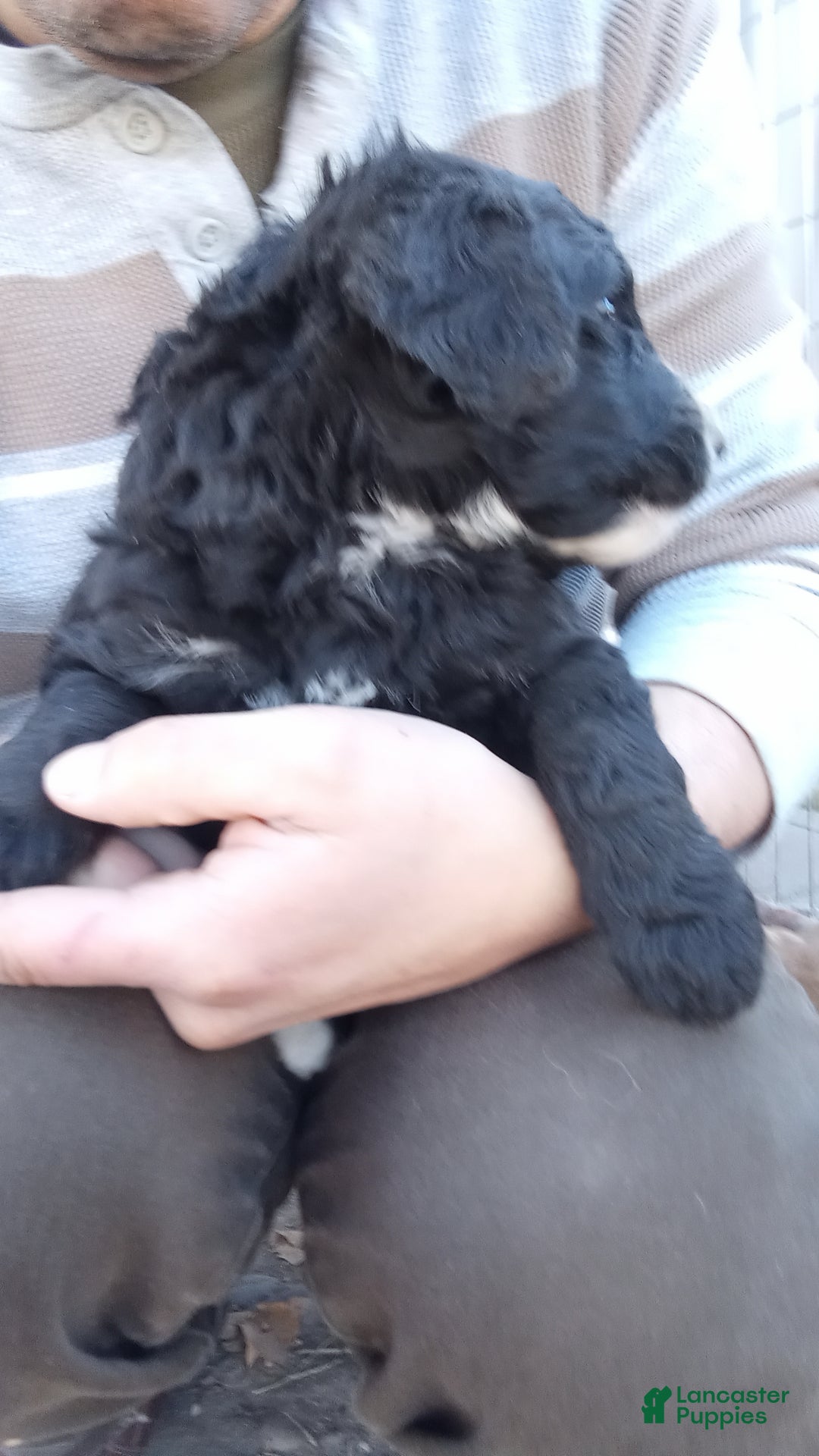 Bernedoodle dogs for sale: Betty! - Ad 4