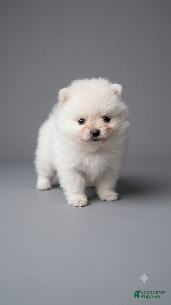 Pomeranian dogs Pomeranian 2 - Ad 27