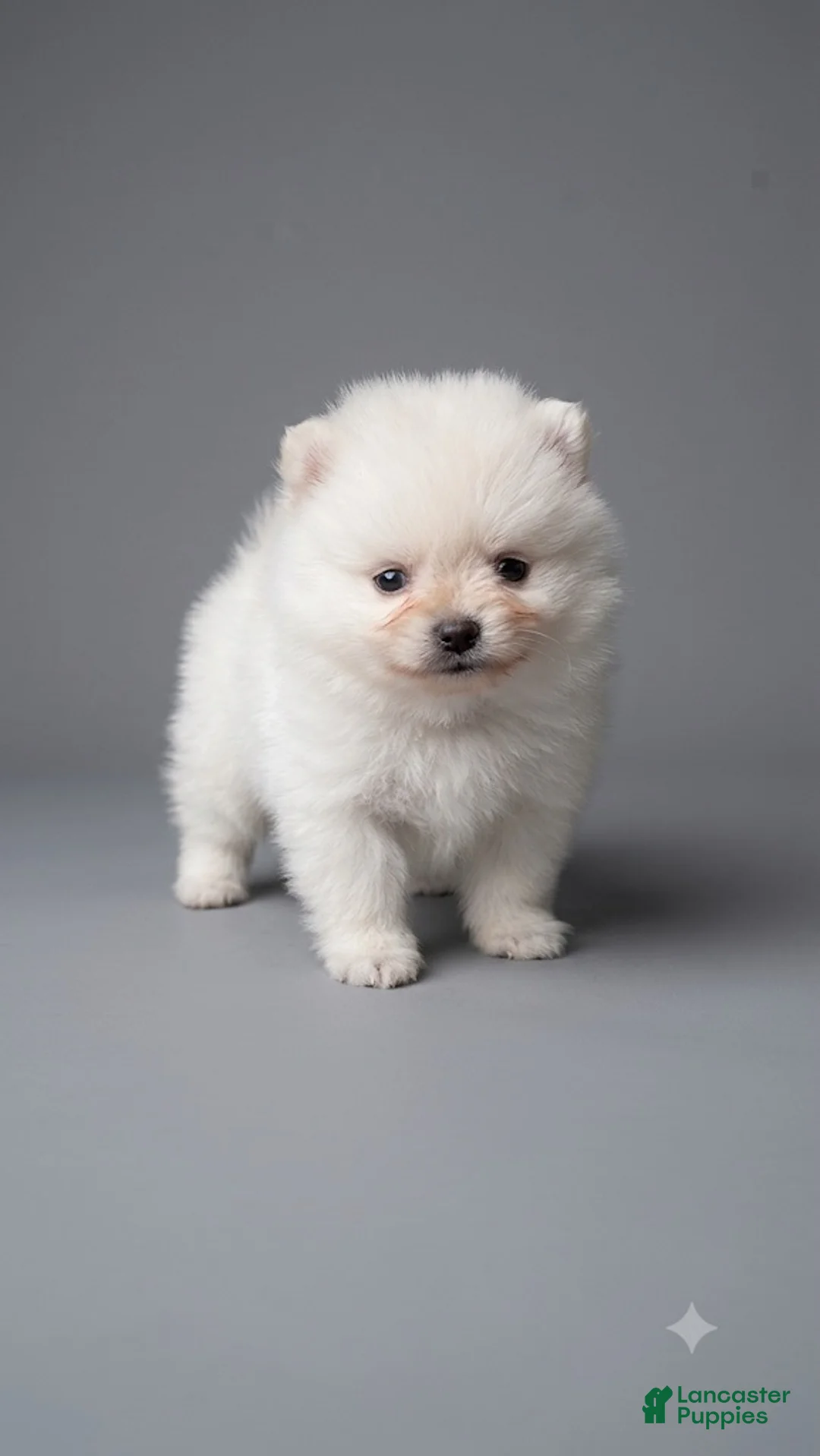 Pomeranian dogs for sale: Pomeranian 2 - Ad 1