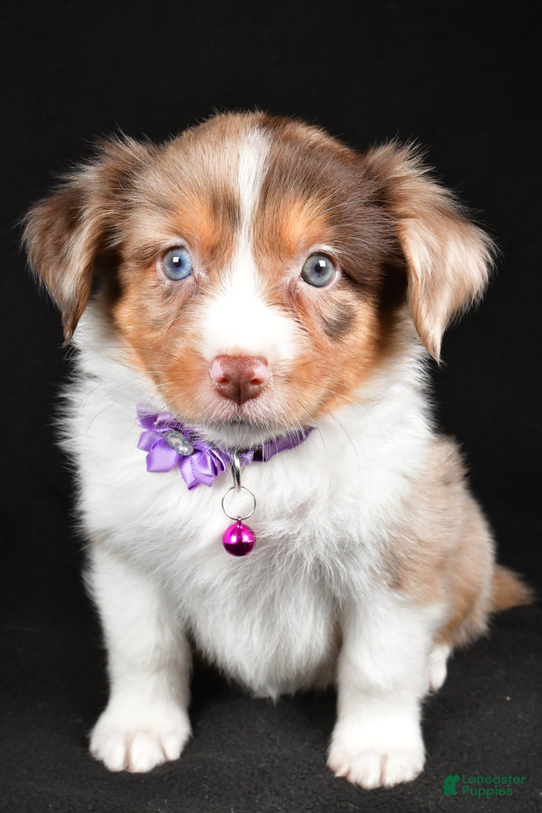 Mini Aussiedoodle dogs for sale: Sadie - Ad 6