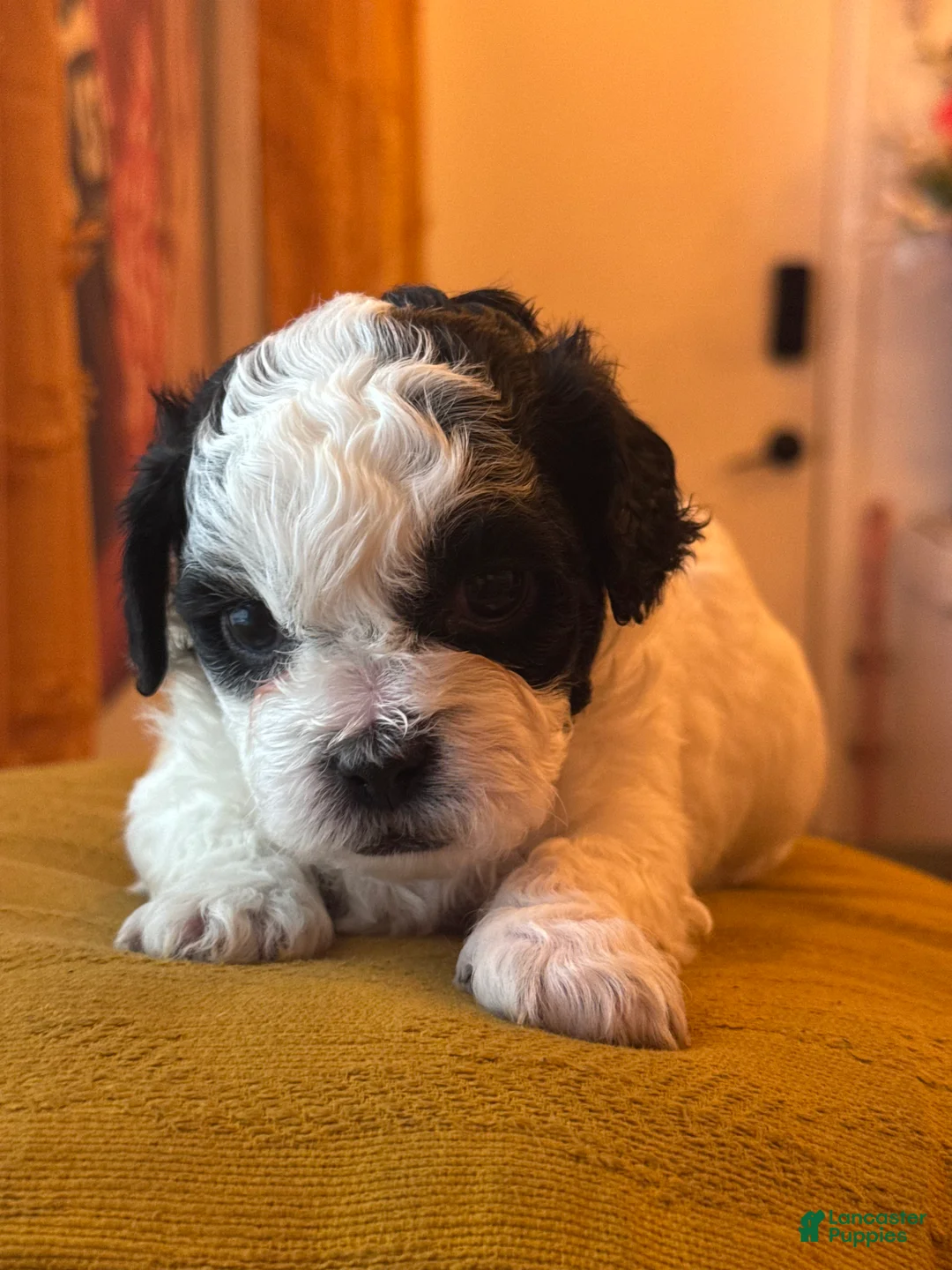 Shihpoo dogs for sale: Truffle - Ad 1