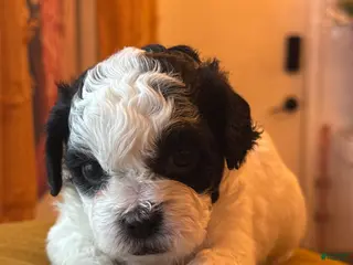 Shihpoo dogs Truffle - Ad 39