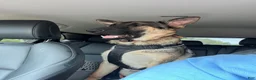 German Shepherd dogs for sale: Tank - Ad 1