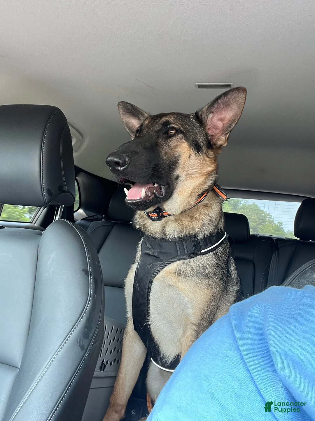 German Shepherd dogs for sale: Tank - Ad 1