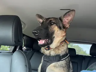 German Shepherd dogs Tank - Ad 15
