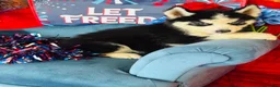 Siberian Husky dogs for sale: Romney - Ad 2