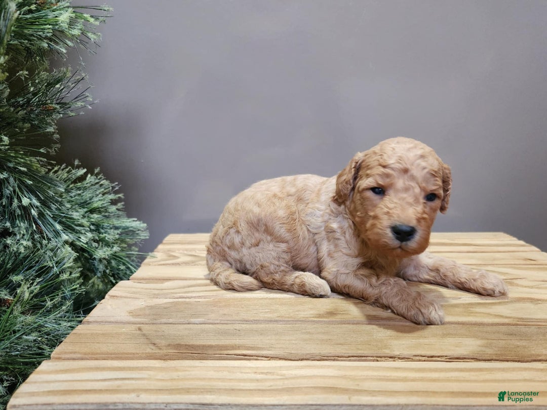 Mini Goldendoodle dogs for sale: Indy - Ad 3