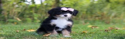Mini Bernedoodle dogs for sale: Asia💖 - Ad 5