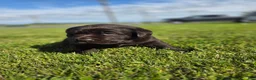 Labrador Retriever dogs for sale: Hazel - Ad 1
