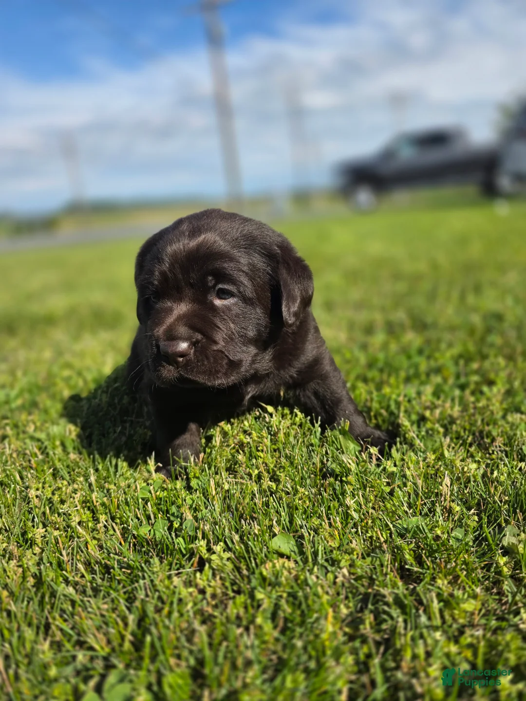Labrador Retriever dogs for sale: Hazel - Ad 1