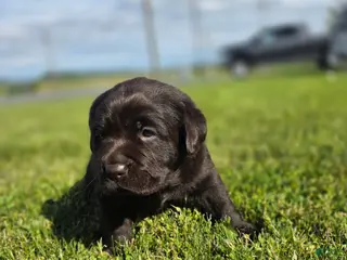 Labrador Retriever dogs for sale: Hazel - Ad 2