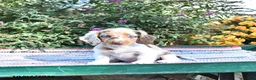 Miniature Dachshund dogs for sale: Kelsey - Ad 4