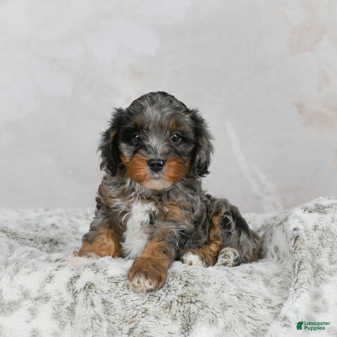 Cavapoo dogs for sale: Leo - Ad 7