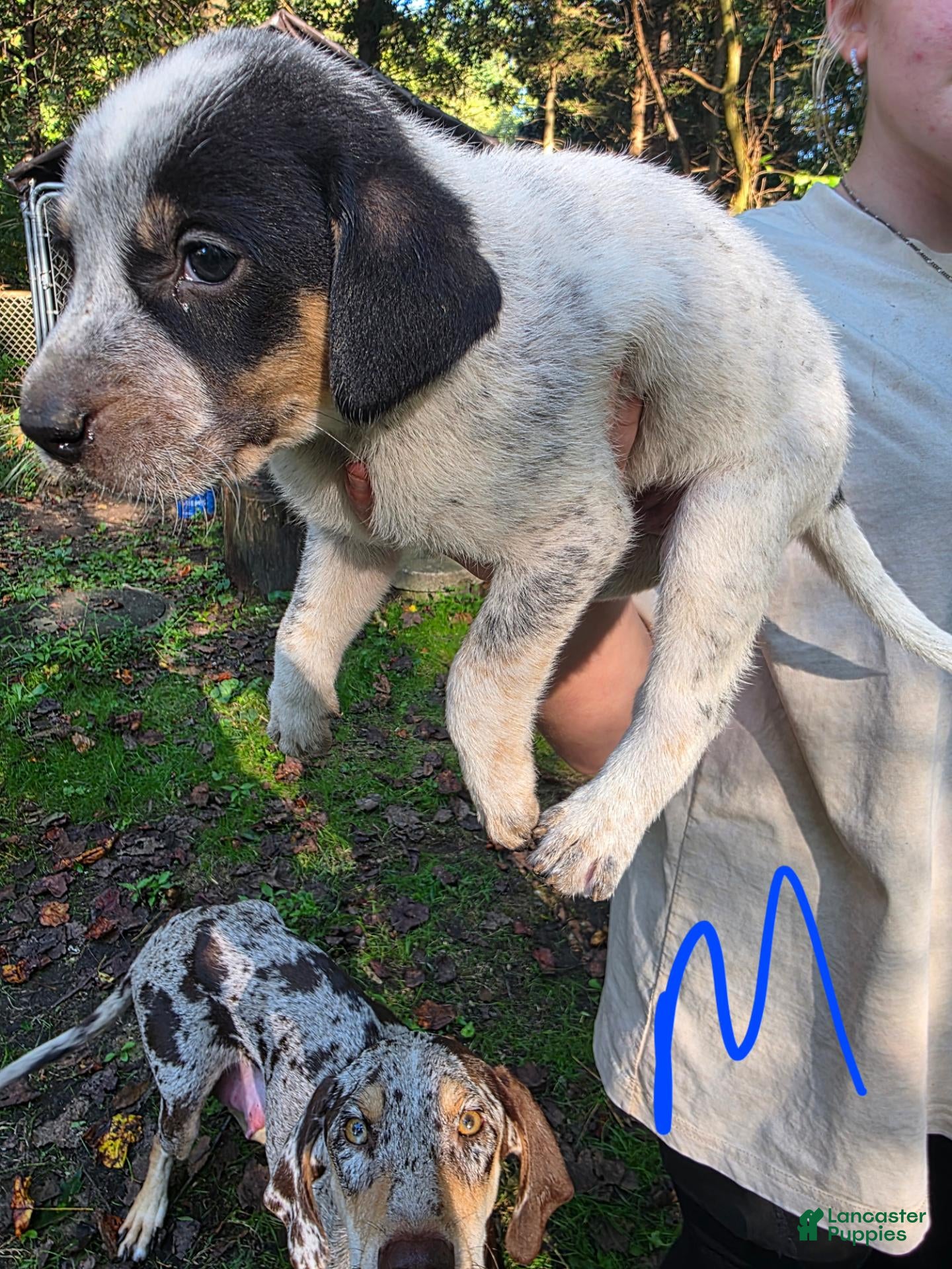 Mixed Breed dogs Mixed Breed 3 - Ad 17
