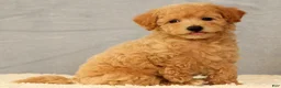 Bichpoo dogs for sale: Jacob - Ad 3