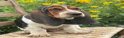 Basset Hound dogs for sale: Walter - Ad 5