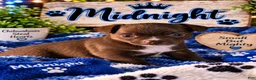 Chihuahua dogs for sale: Midnight-Chocolate  - Ad 15