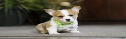 Welsh Corgi Pembroke dogs for sale: Freddy - Ad 6