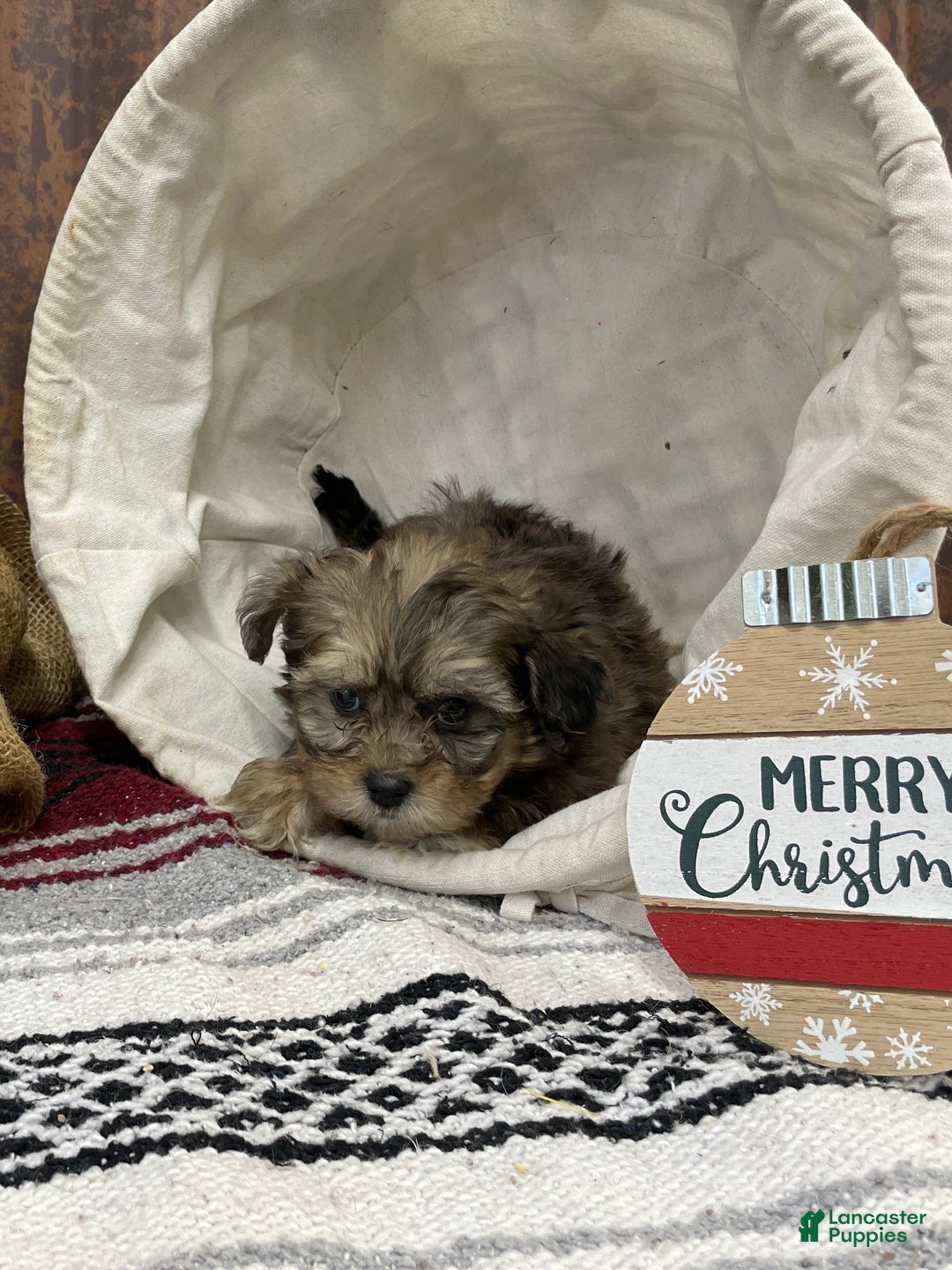 Shihpoo dogs for sale: Callie - Ad 8