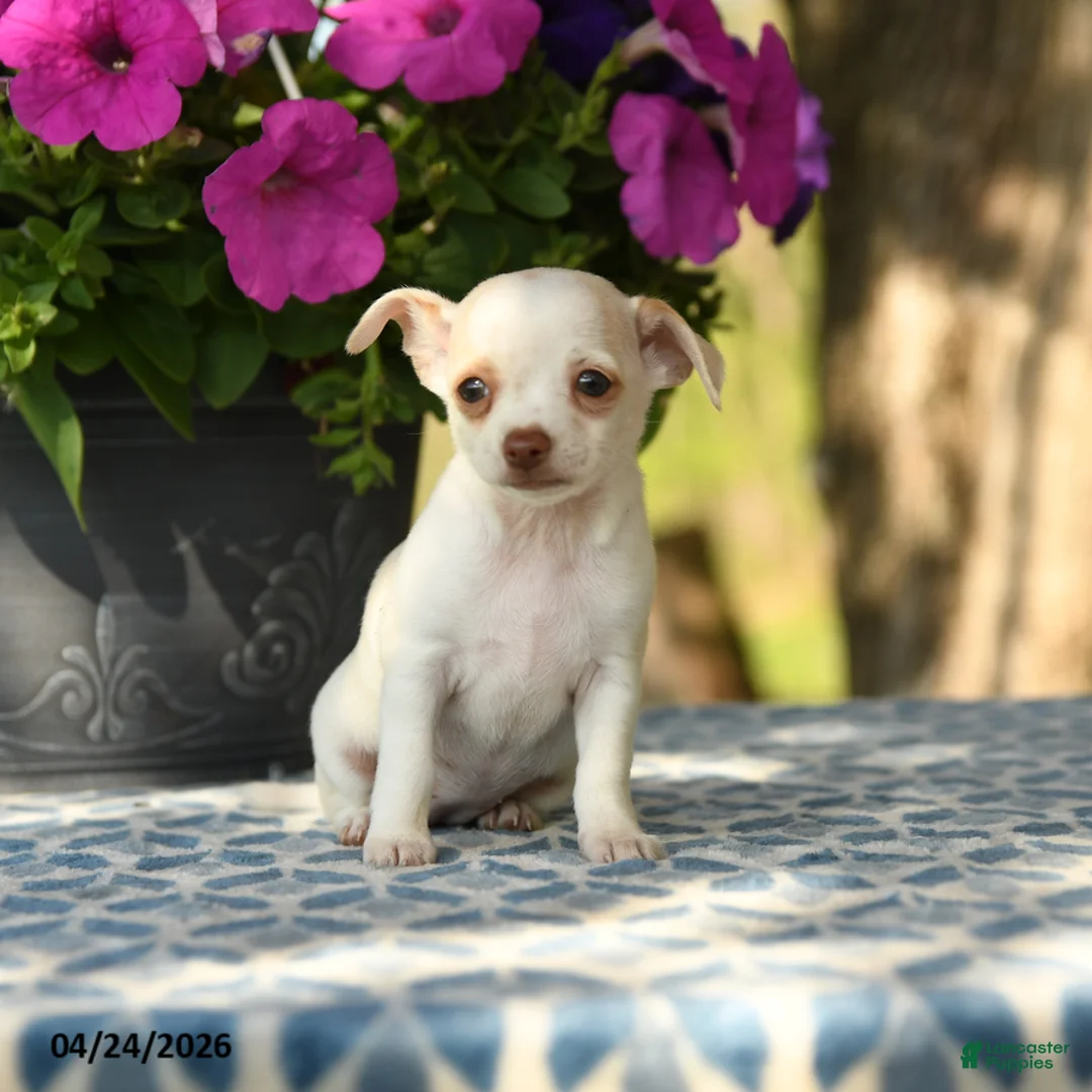 Chihuahua dogs for sale: Ripley - Ad 2