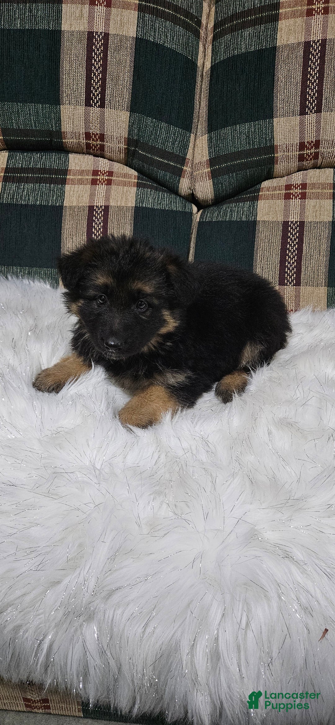 German Shepherd dogs for sale: Chloe - Ad 11