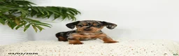 Miniature Dachshund dogs for sale: Jackie - Ad 3