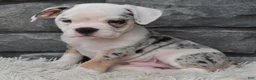 Beabull dogs for sale: Toby - Ad 5
