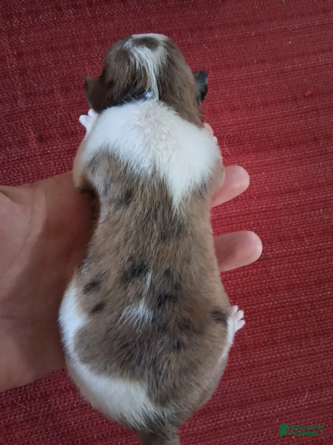 Chihuahua dogs for sale: Micah - Ad 2