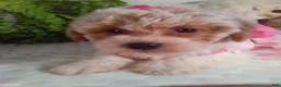 Bichpoo dogs for sale: Jackie  - Ad 3