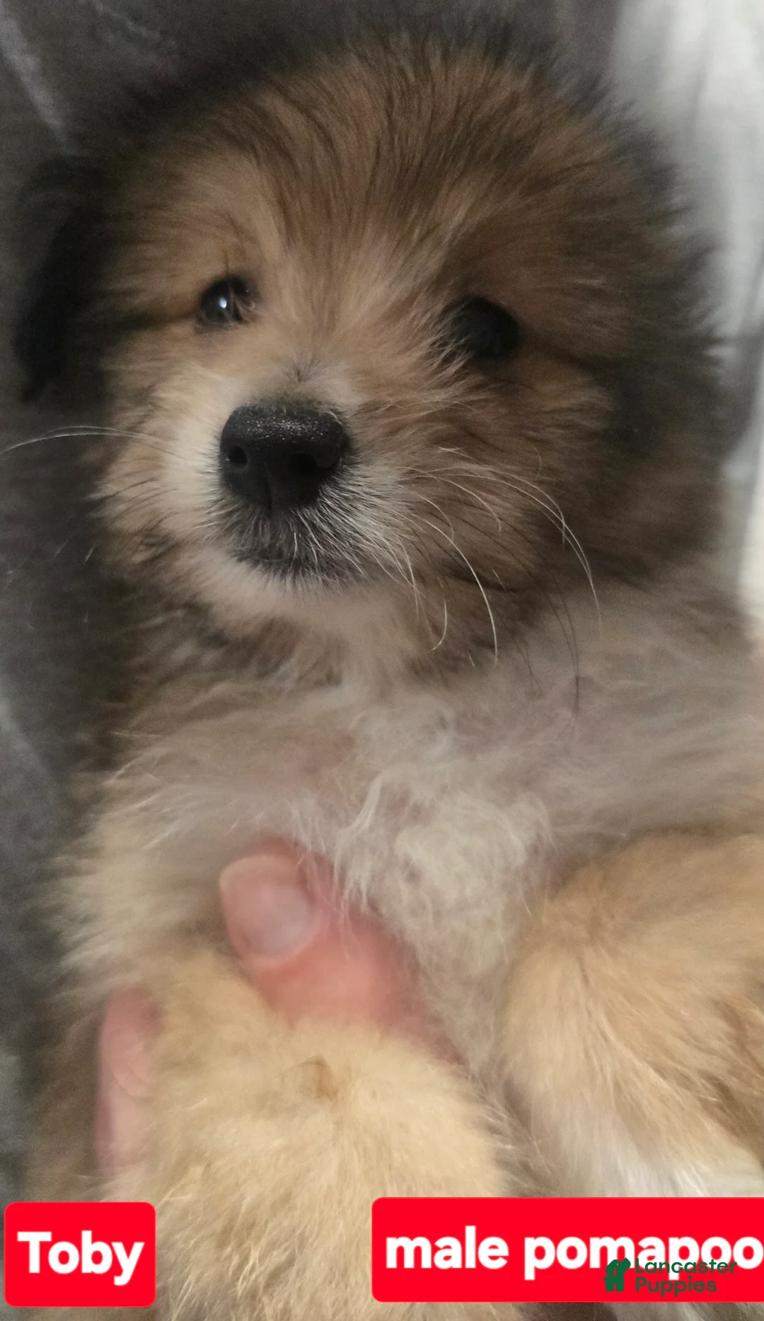 Pomapoo dogs for sale: Toby - Ad 1